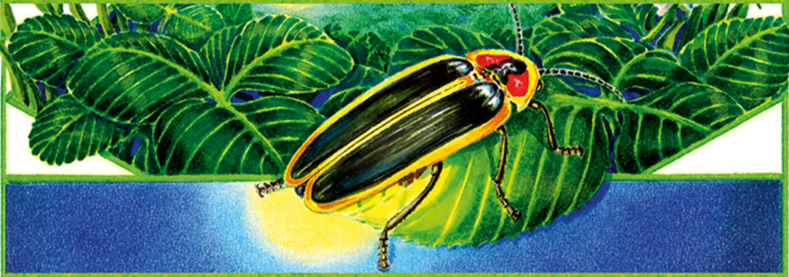 fire_fly